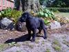 Flat coated retriever Morris [ Himmelhund]