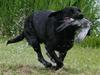 Labrador retriever Sif (Nana Broby) 2000-2013 [ Himmelhund]