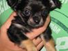 Chihuahua Mille