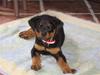 Rottweiler Nord Sea Side Fenja Vom M