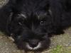 Dvaergschnauzer Ozzy