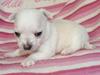 Chihuahua Dolly
