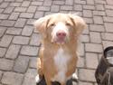 Nova scotia duck tolling retriever Freja