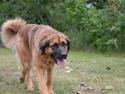 Leonberger Maggi