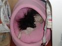 Papillon Sisse