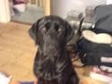 Labrador retriever Freja