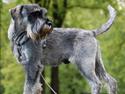 Mellemschnauzer Spinoza