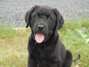 Labrador retriever Baloo