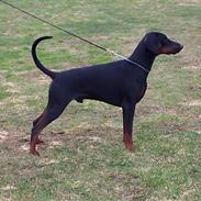 Dobermann Zargo