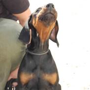 Dobermann Zargo