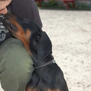 Dobermann Zargo