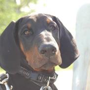 Dobermann Zargo