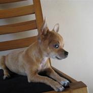 Chihuahua Arabella