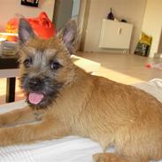 Cairn terrier Mille