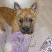 Cairn terrier Mille