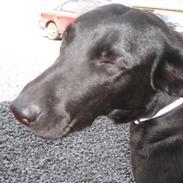 Labrador retriever line