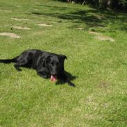 Labrador retriever line