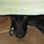 Labrador retriever line