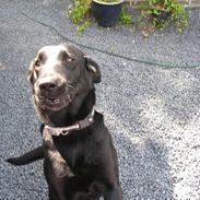 Labrador retriever line