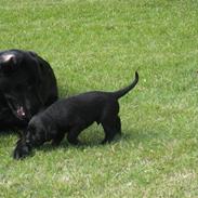 Labrador retriever line