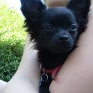 Chihuahua Max