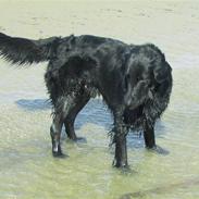 Flat coated retriever Fitou