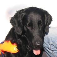 Flat coated retriever Fitou