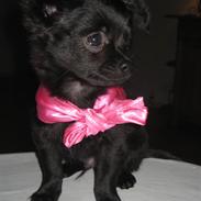 Chihuahua Max