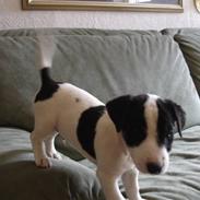 Jack russell terrier Eddie