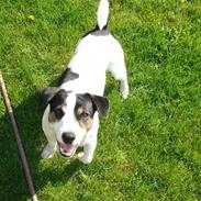 Jack russell terrier Eddie