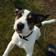 Jack russell terrier Eddie