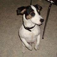 Jack russell terrier Eddie