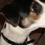 Jack russell terrier Eddie