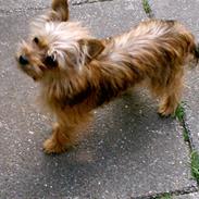 Blanding af racer pippi