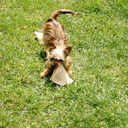 Blanding af racer pippi