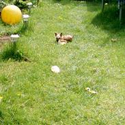 Blanding af racer pippi