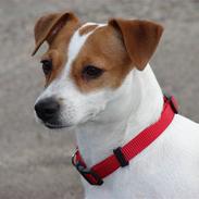 Jack russell terrier Fie