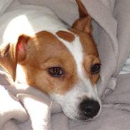 Jack russell terrier Fie