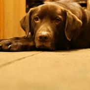 Labrador retriever Buster