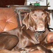 Labrador retriever Buster