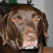 Labrador retriever Buster