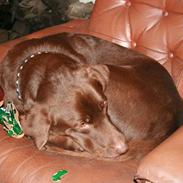 Labrador retriever Buster