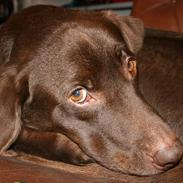 Labrador retriever Buster