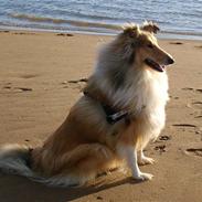 Collie langhåret Chili