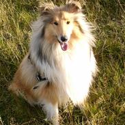Collie langhåret Chili