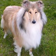 Collie langhåret Chili