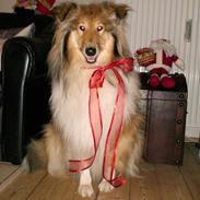 Collie langhåret Chili