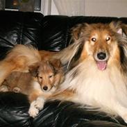 Collie langhåret Chili