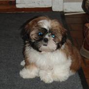Shih tzu Alma