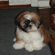 Shih tzu Alma